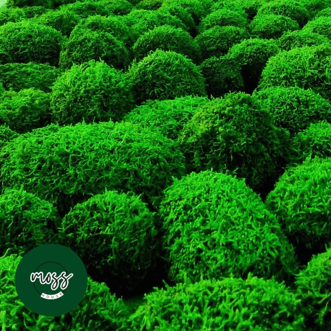 خزه توپی شیت