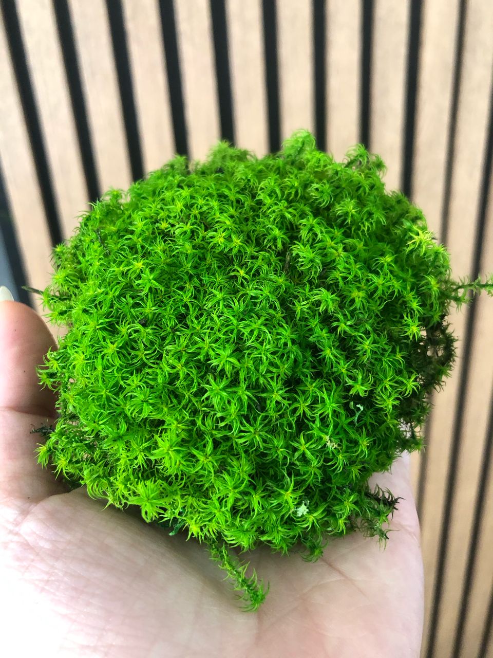 خزه توپی استارماس(استاربال)